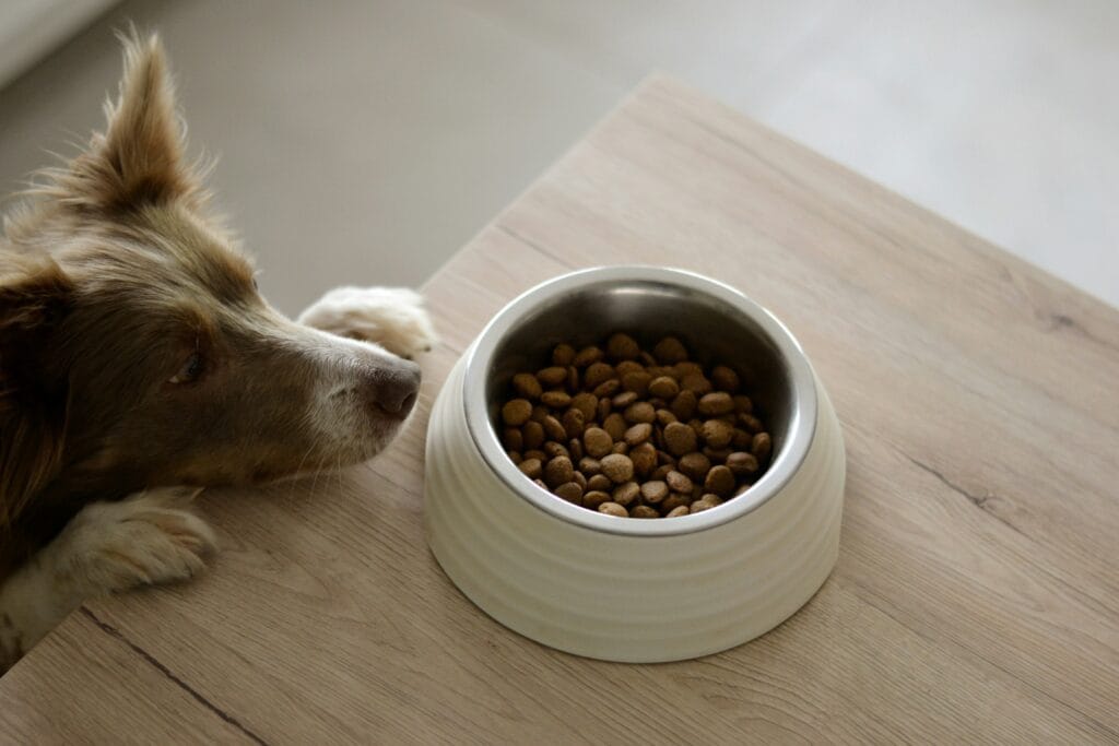 Bestselling Pet Products 1 15 1024x683