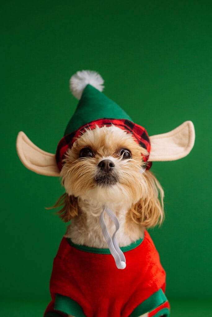 Pet Apparel 1 17 684x1024