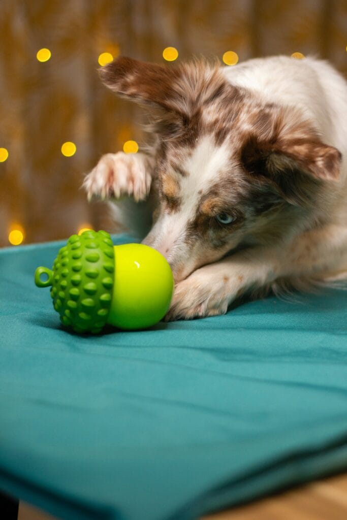 Pet Toys 10 10 683x1024