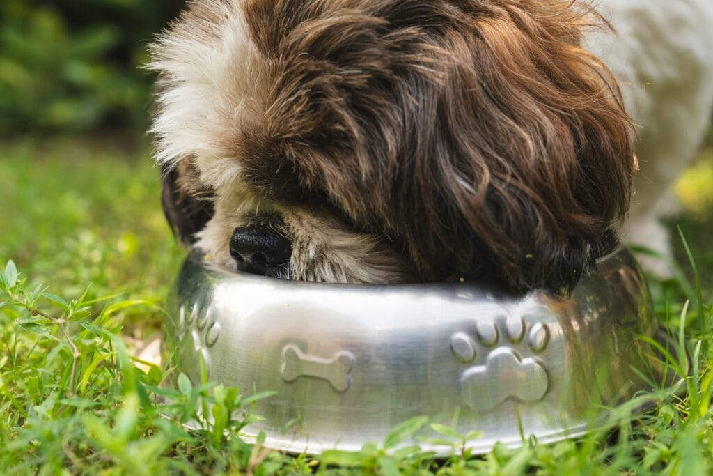 Bestselling Pet Products 11 9 1024x683