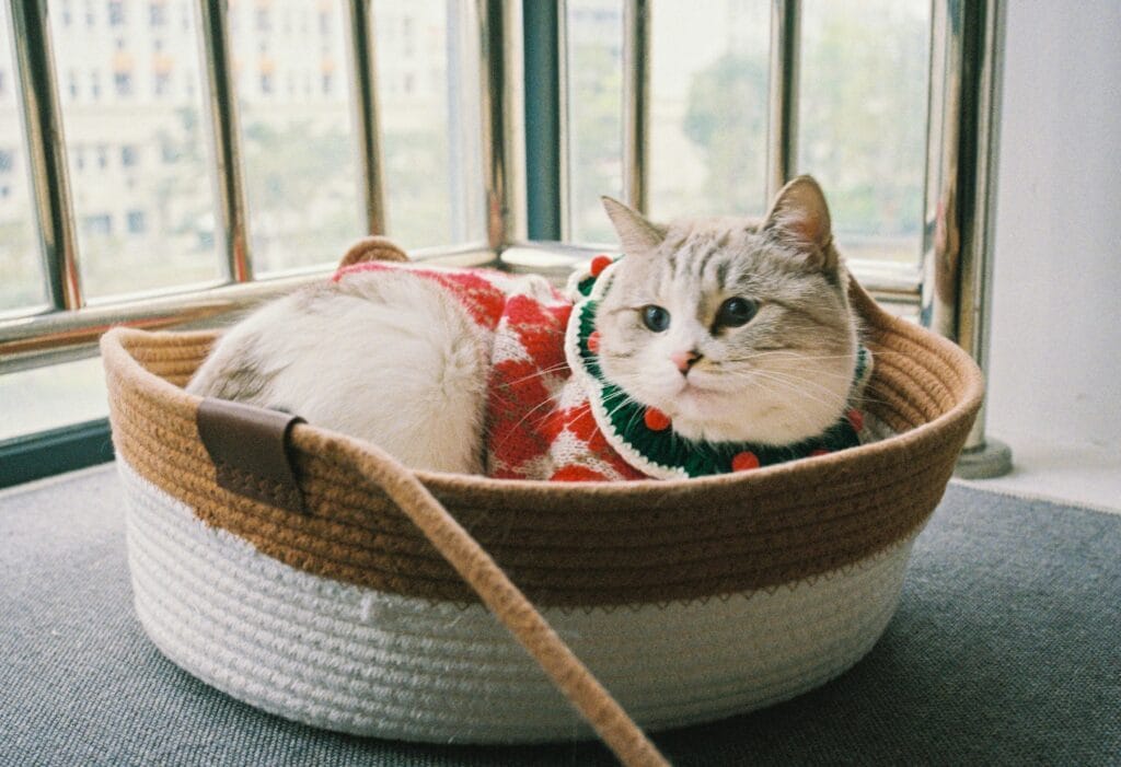 Pet Products 12 16 1024x701