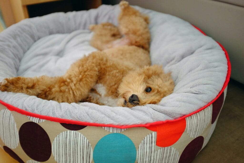 Pet Daily Necessities 12 18 1024x683