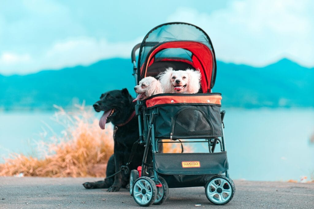 Pet Products 14 10 1024x683