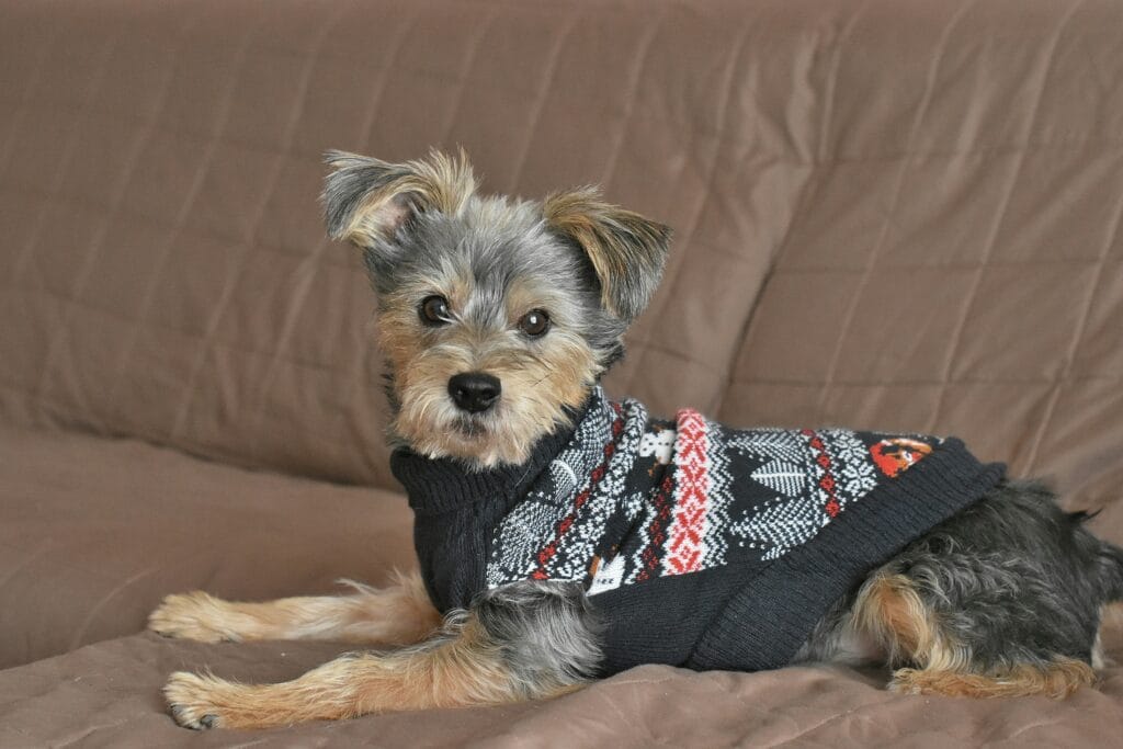 Pet Apparel 14 13 1024x683
