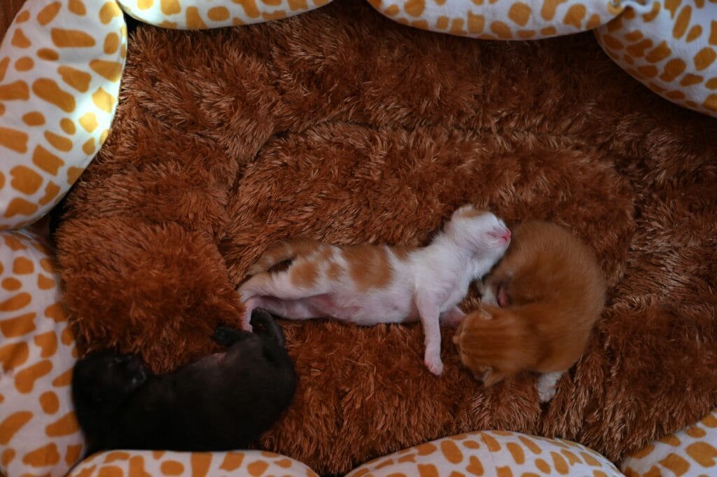 Bestselling Pet Products 15 11 1024x681