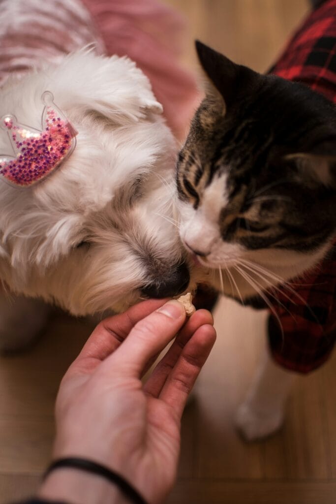 Pet Toys 16 13 683x1024