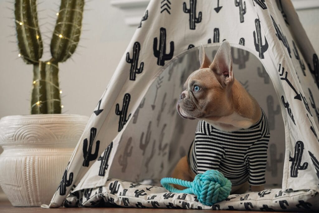 Pet Products 19 5 1024x684