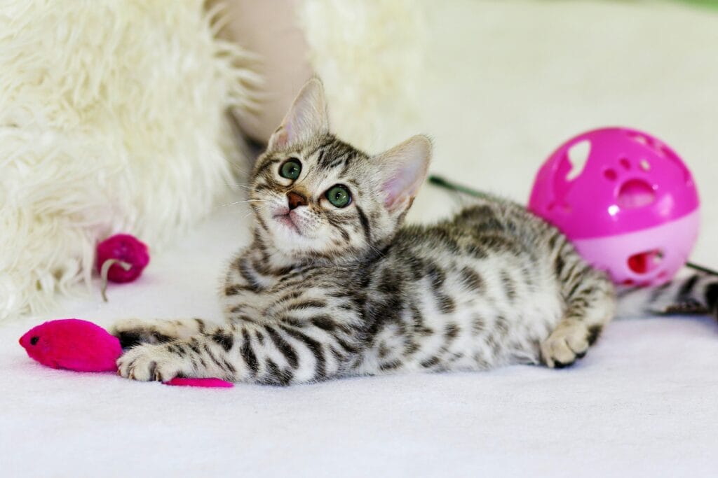 Pet Products 19 6 1024x683