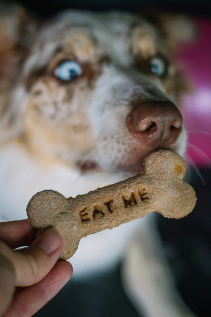 Pet Food 19 7 683x1024