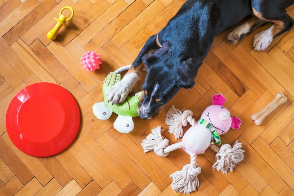 Pet Food 2 15 1024x683