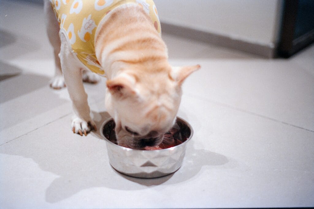 Pet Daily Necessities 2 16 1024x683
