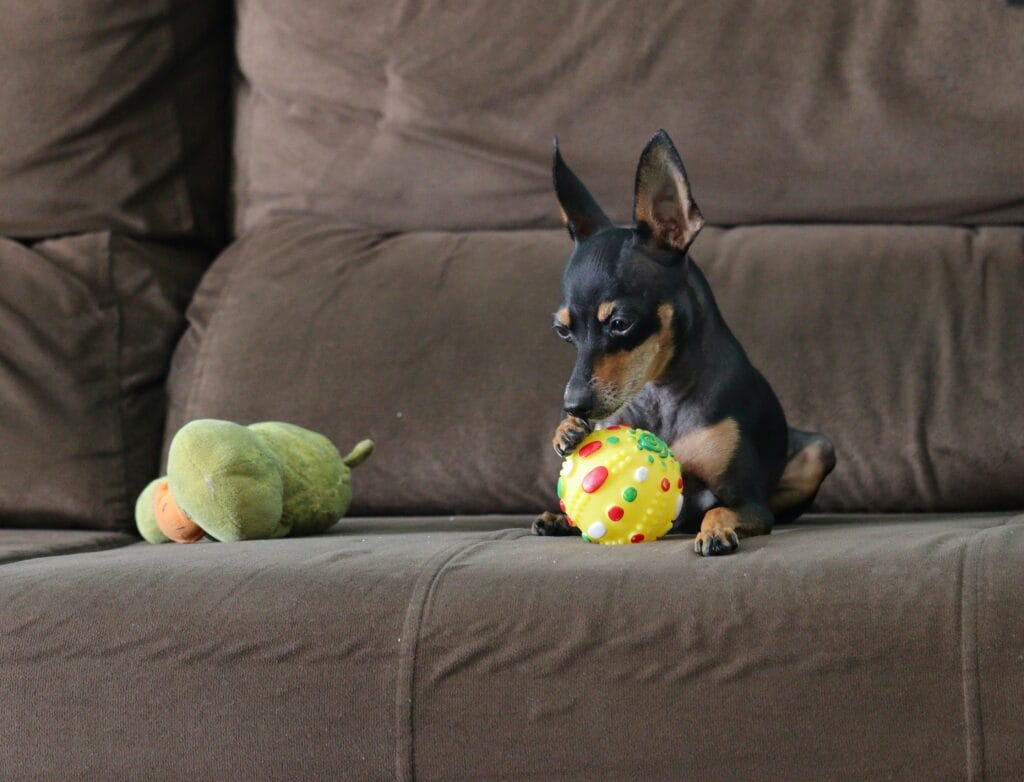 Bestselling Pet Products 20 12 1024x782