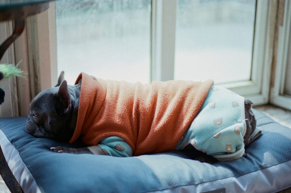Pet Products 24 5 1024x679