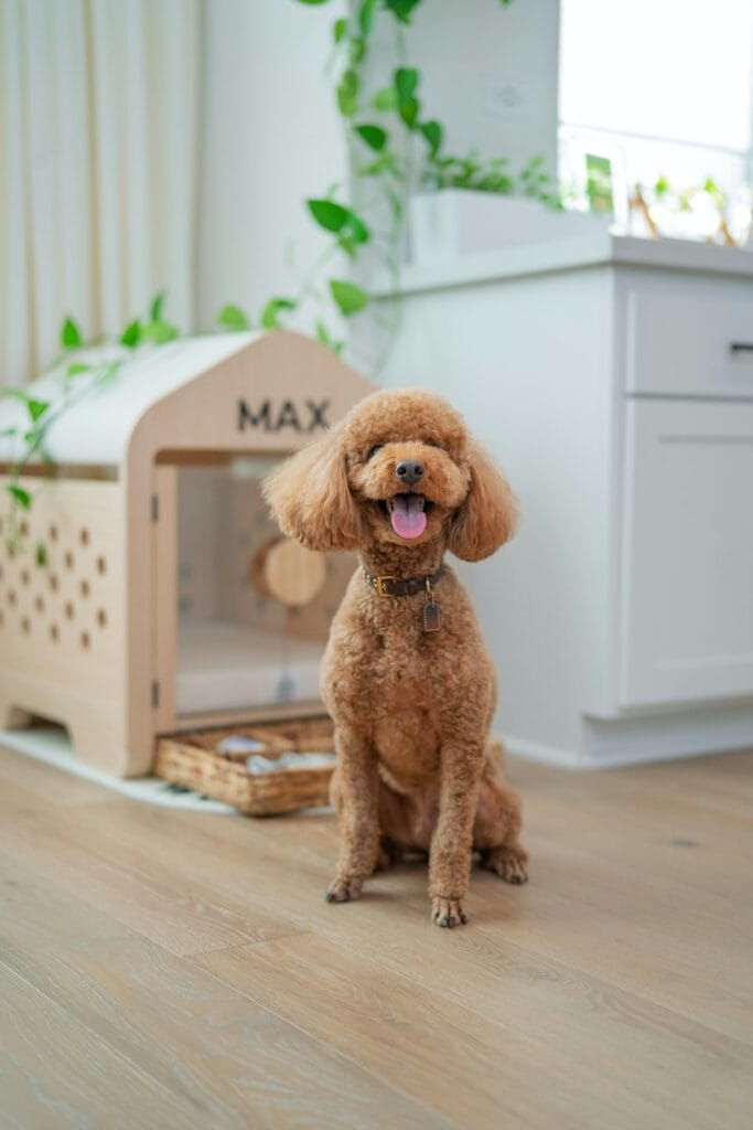 Pet Products 25 3 683x1024