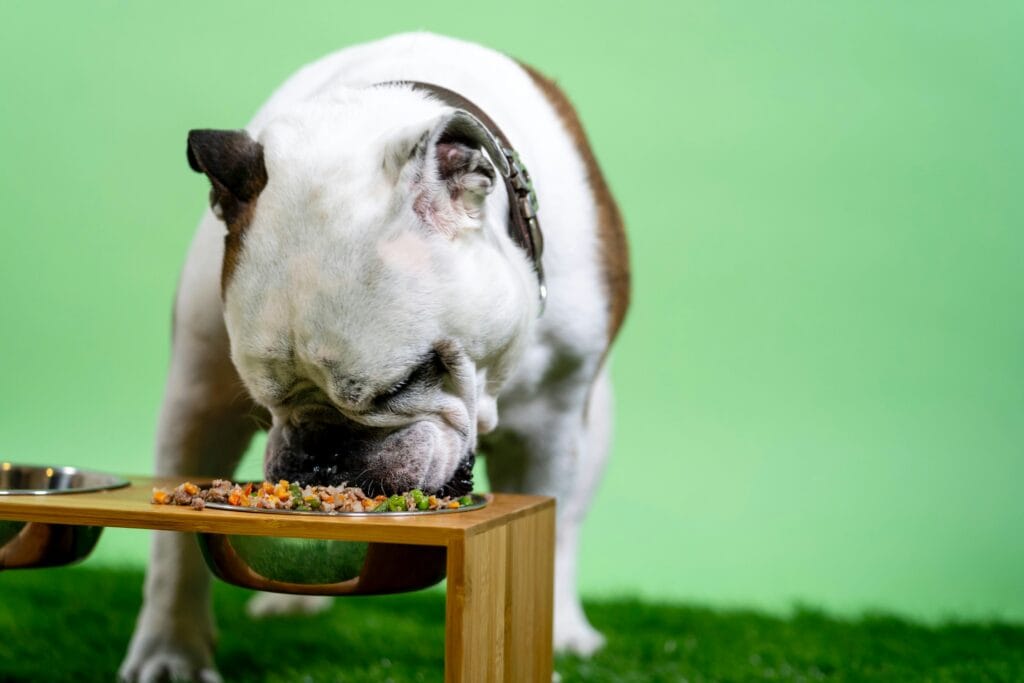 Bestselling Pet Products 28 7 1024x683