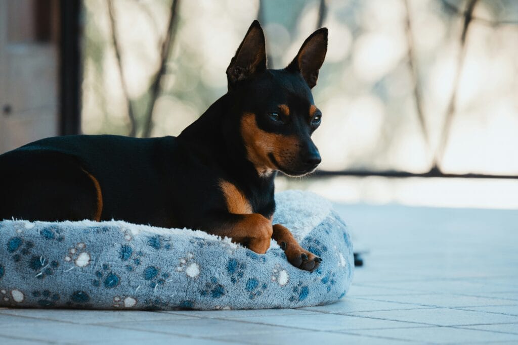 Pet Daily Necessities 28 8 1024x683