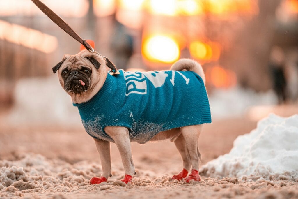 Pet Apparel 3 14 1024x683