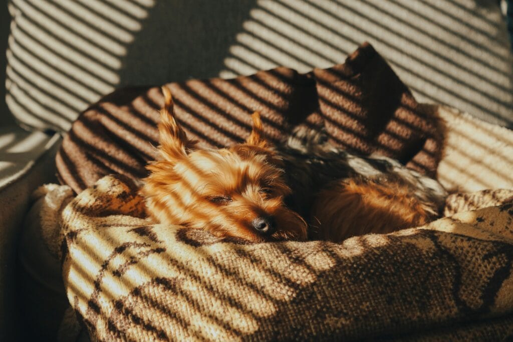 Pet Daily Necessities 38 3 1024x683