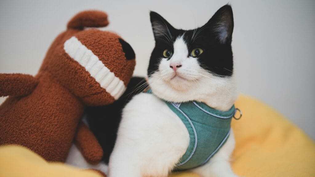 Bestselling Pet Products 5 28 1024x576