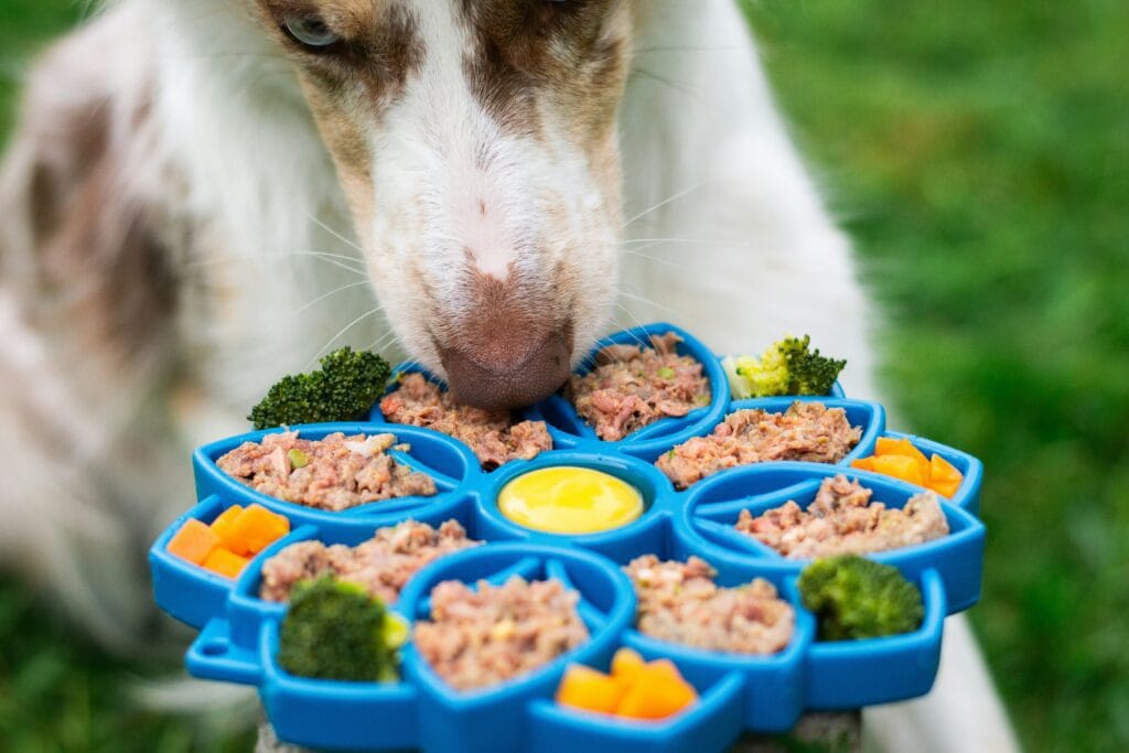 Pet Products 6 27 1024x683