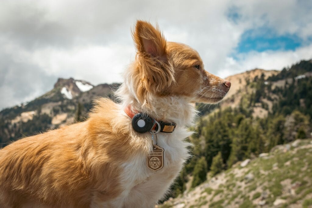 Smart Pet Products 6 29 1024x683