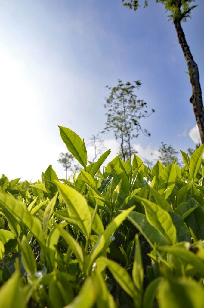 Bestselling Tea Products 7 17 678x1024