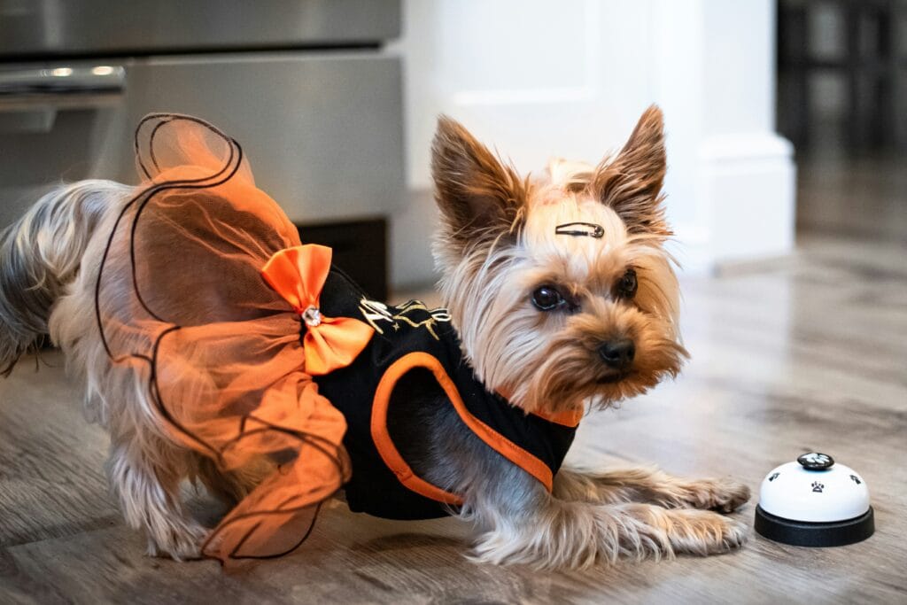 Pet Apparel 7 20 1024x683