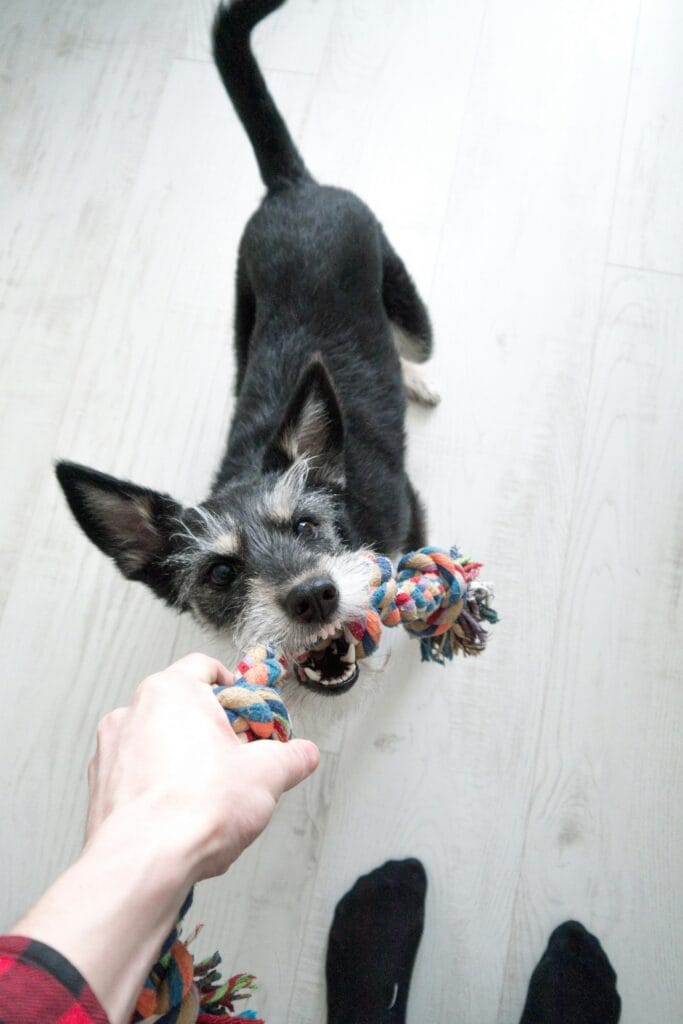 Pet Toys 8 31 683x1024