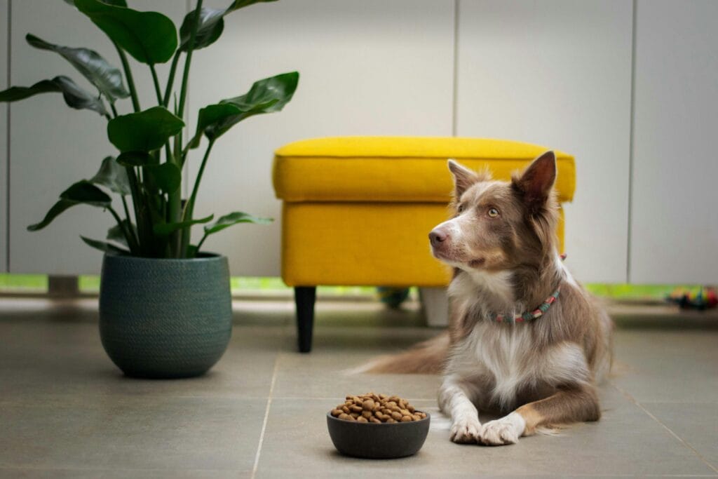 Bestselling Pet Products 9 19 1024x683