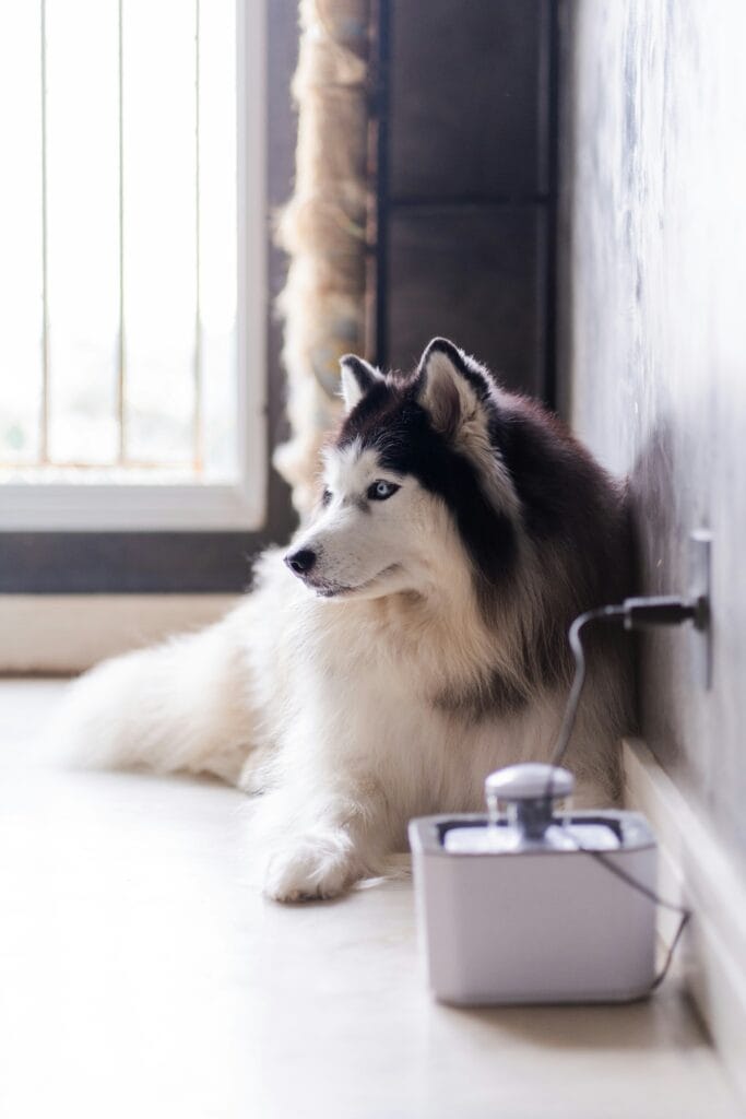 Smart Pet Products 9 20 683x1024